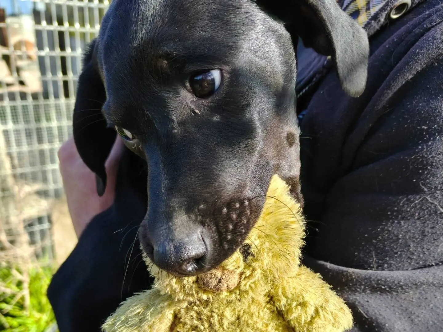 Adotta il cane Louise a Chieti