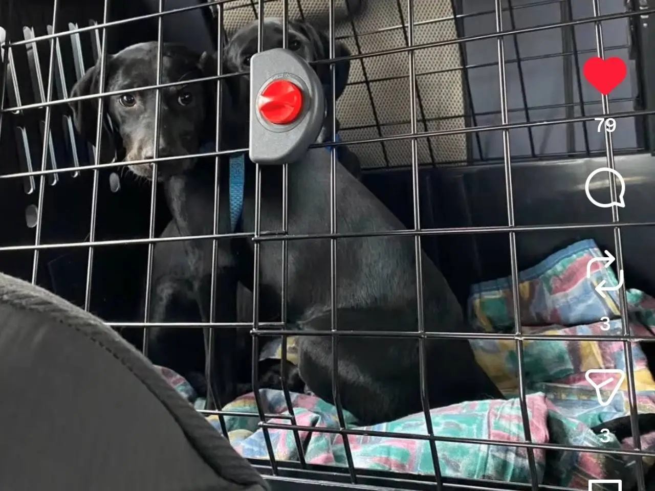 Adotta un cane, taglia piccola, femmina, Chieti