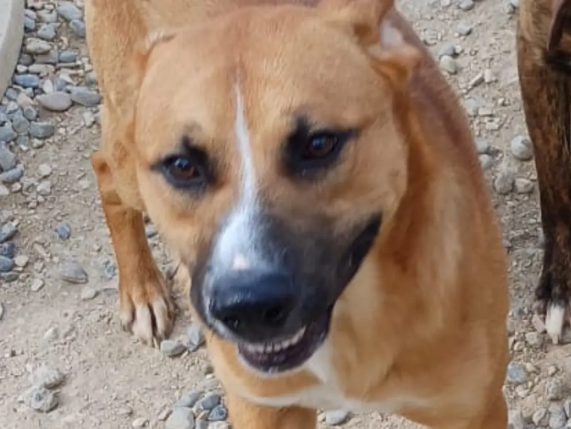 Adozione cane, maschio, Razza sconosciuta Razza sconosciuta, 2 anni e 3 mesi, taglia media, Brescia