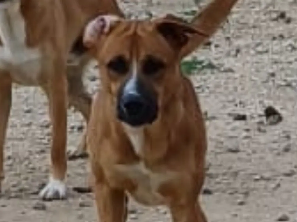 Adotta un cane, maschio, 2 anni e 3 mesi, Brescia