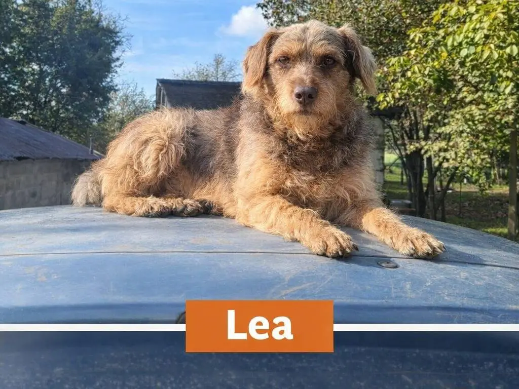Adotta un cane, femmina, 2 anni e 8 mesi, Avellino