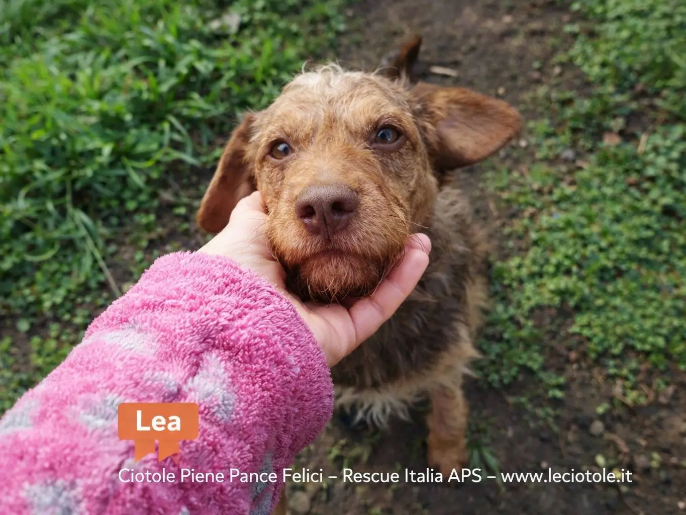 Adozione cane, femmina, Spinone Razza sconosciuta, 2 anni e 8 mesi, taglia media, Avellino