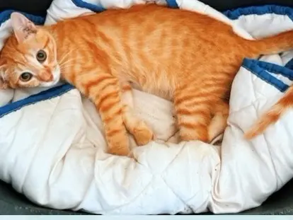 Adotta un gatto, maschio, 1 anno e 9 mesi, Taranto