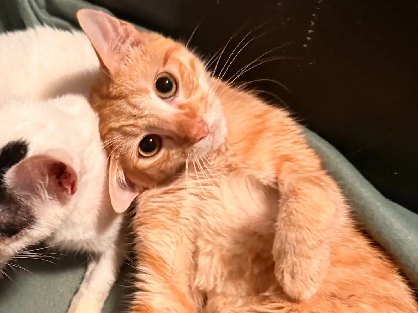 Adozione gatto, maschio, Razza sconosciuta Razza sconosciuta, 1 anno e 9 mesi, taglia non valida, Taranto