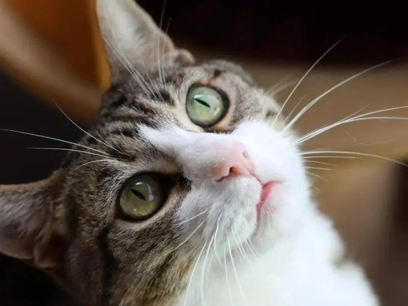 Adozione gatto, maschio, Razza sconosciuta Razza sconosciuta, 8 anni e 6 mesi, taglia non valida, Monza