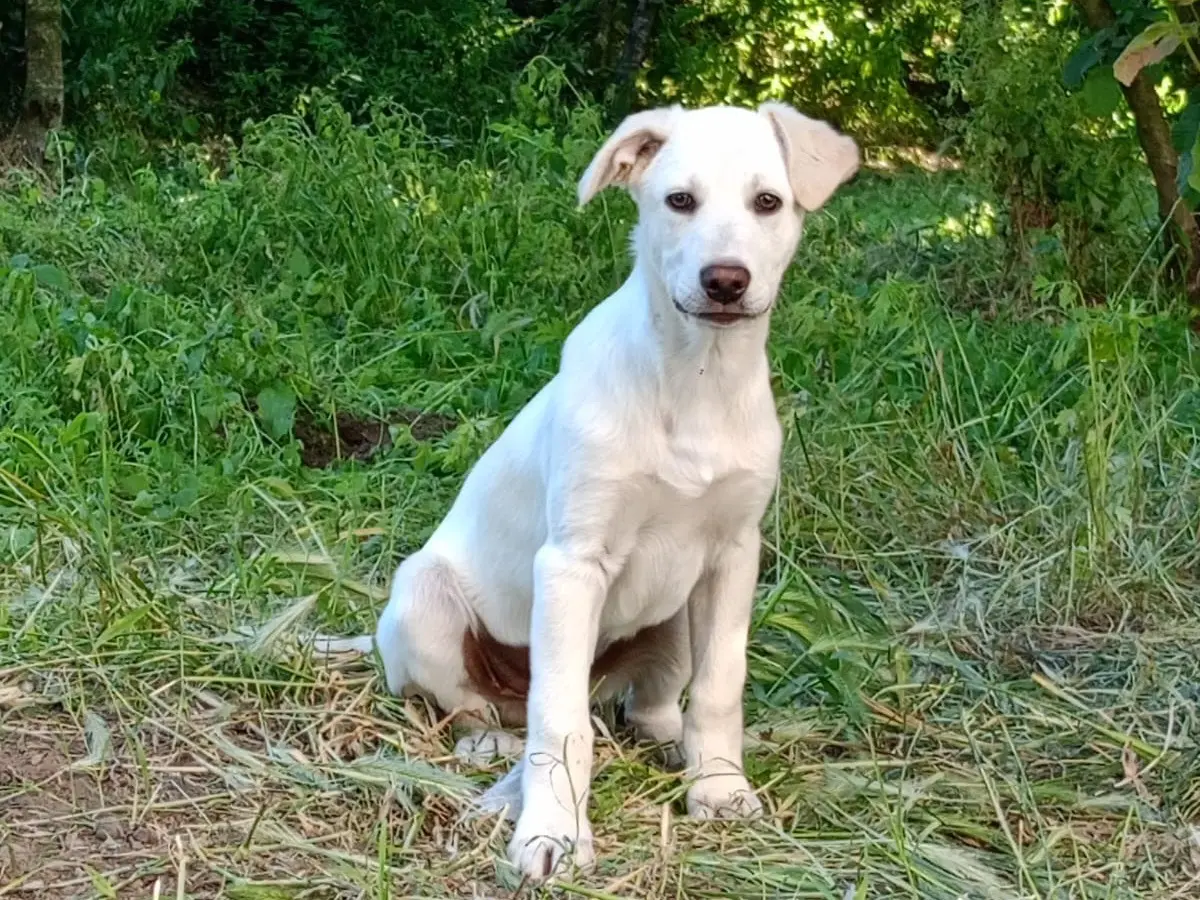 Adozione cane, maschio, Razza sconosciuta Razza sconosciuta, 7 mesi, taglia media contenuta, Avellino
