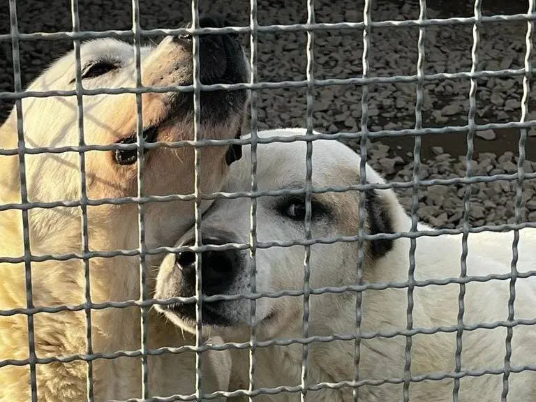 Foto 1 dell'animale