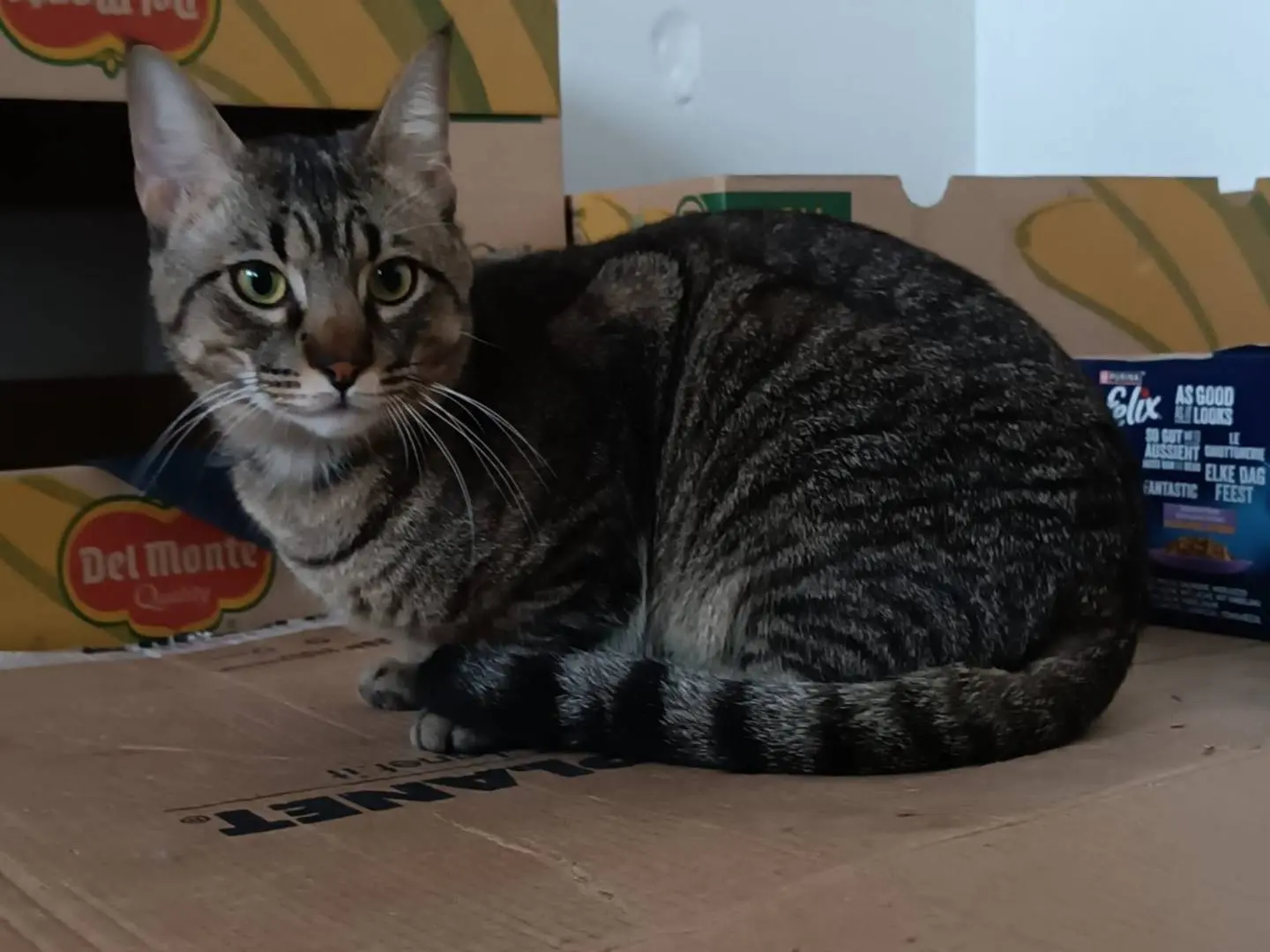 Adozione gatto, maschio, Razza sconosciuta Razza sconosciuta, 2 anni e 8 mesi, taglia non valida, Siracusa