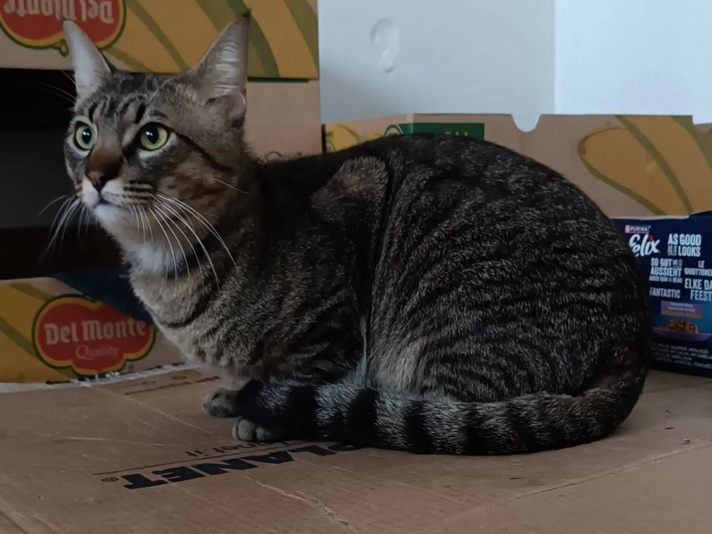 Vuoi adottare un gatto a Siracusa?