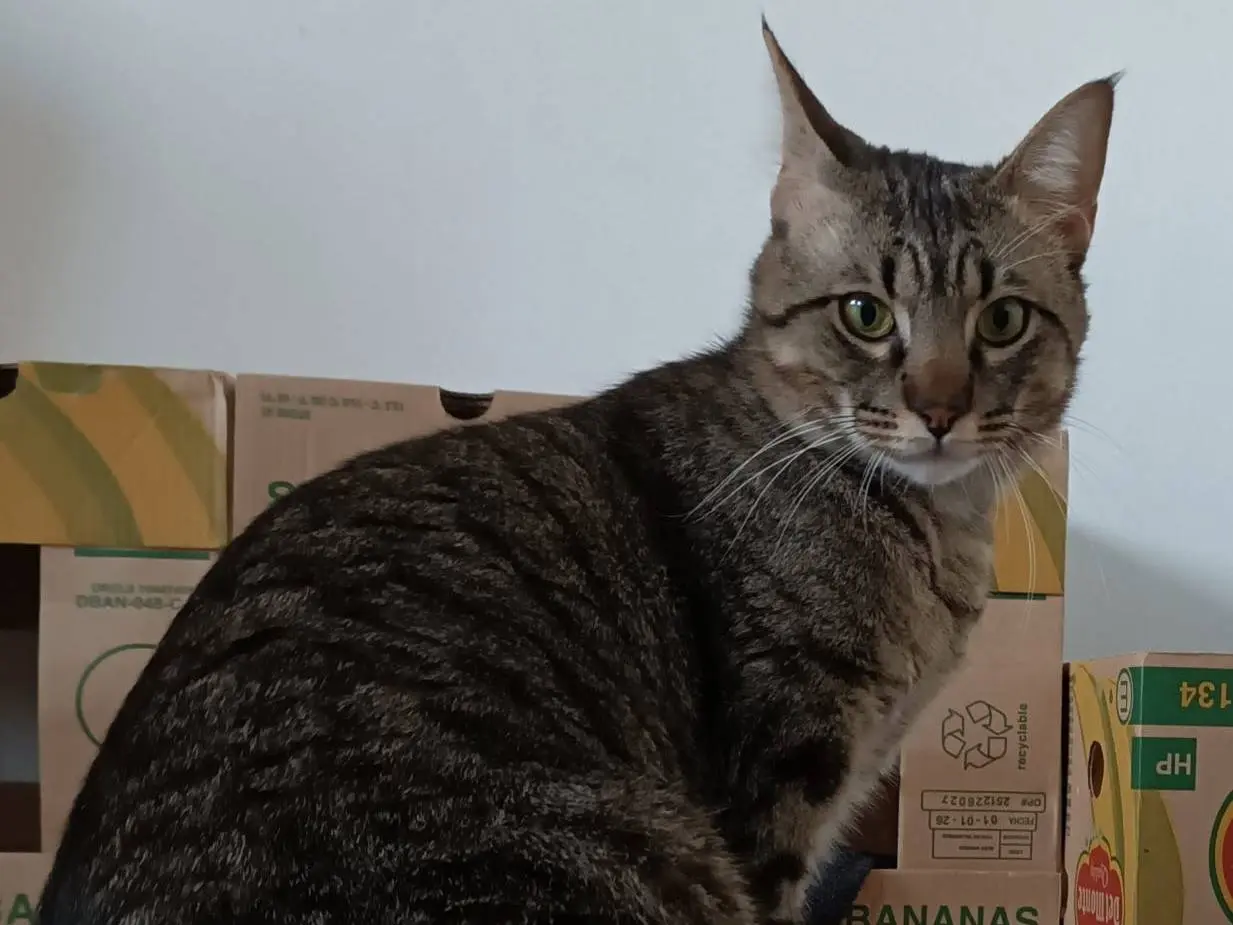 Adotta un gatto, maschio, 2 anni e 8 mesi, Siracusa