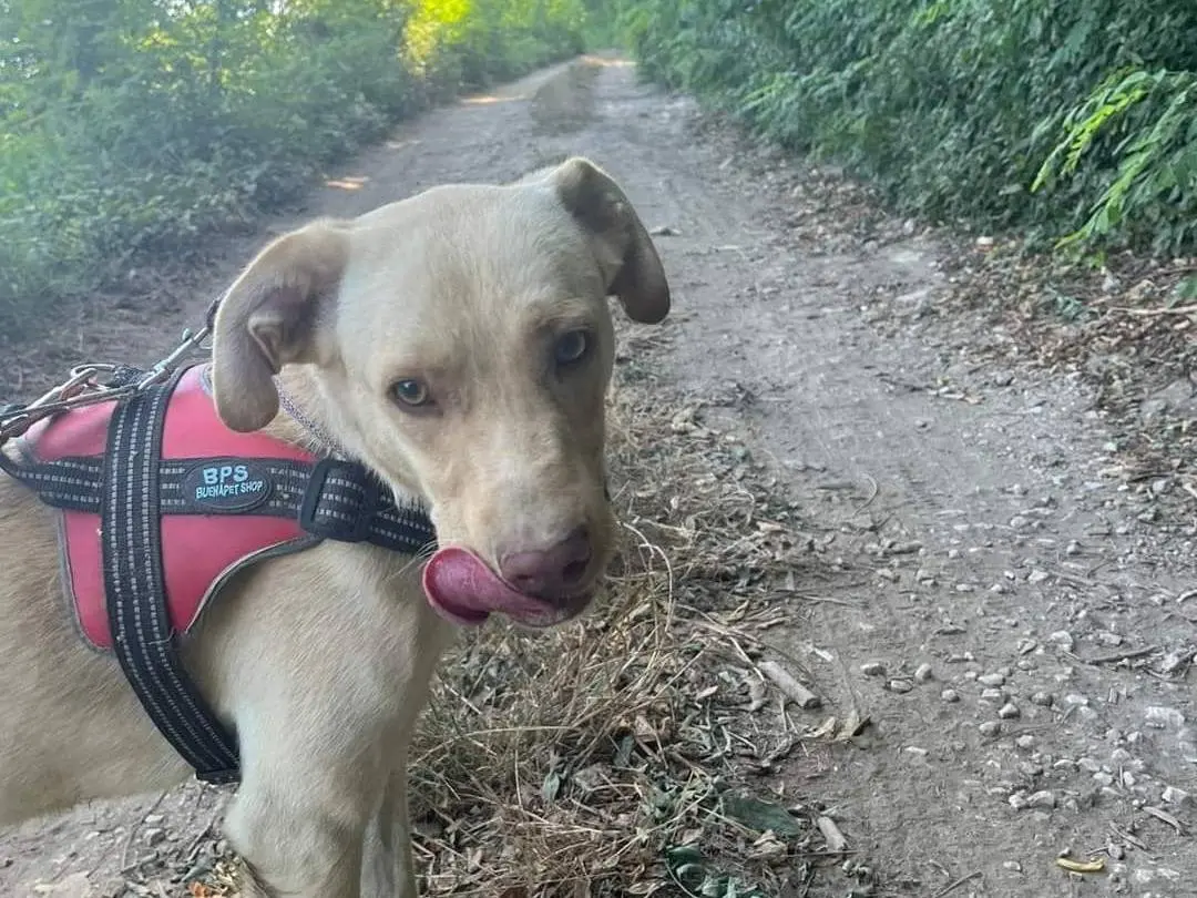 Adotta un cane, maschio, 5 anni e 6 mesi, Napoli