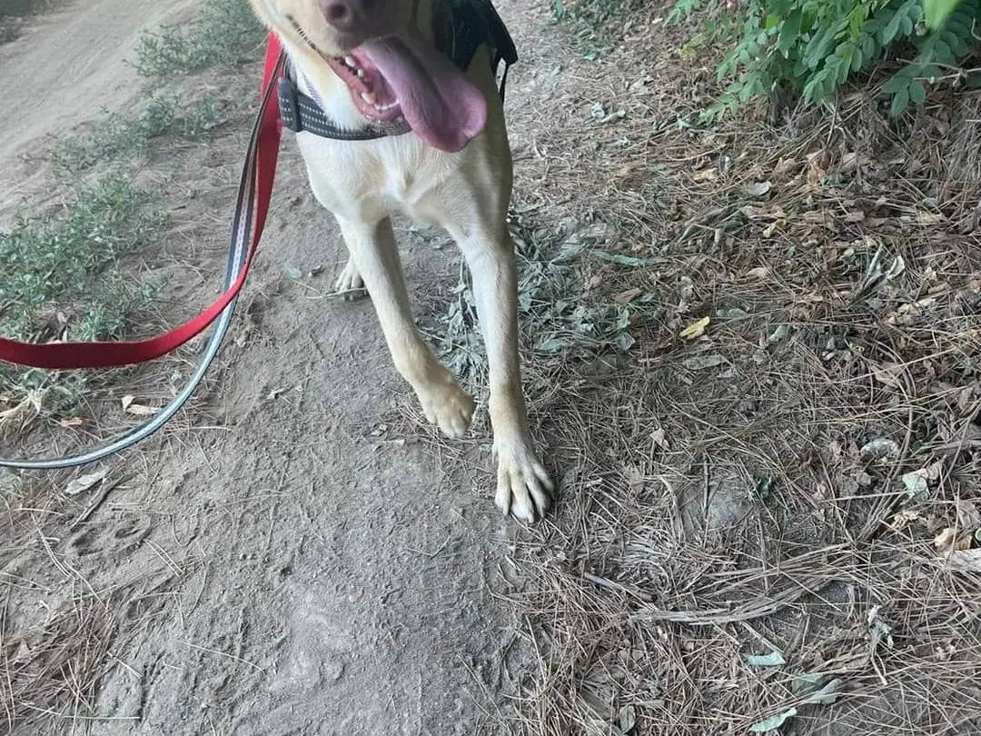 Adotta il cane Tyson a Napoli