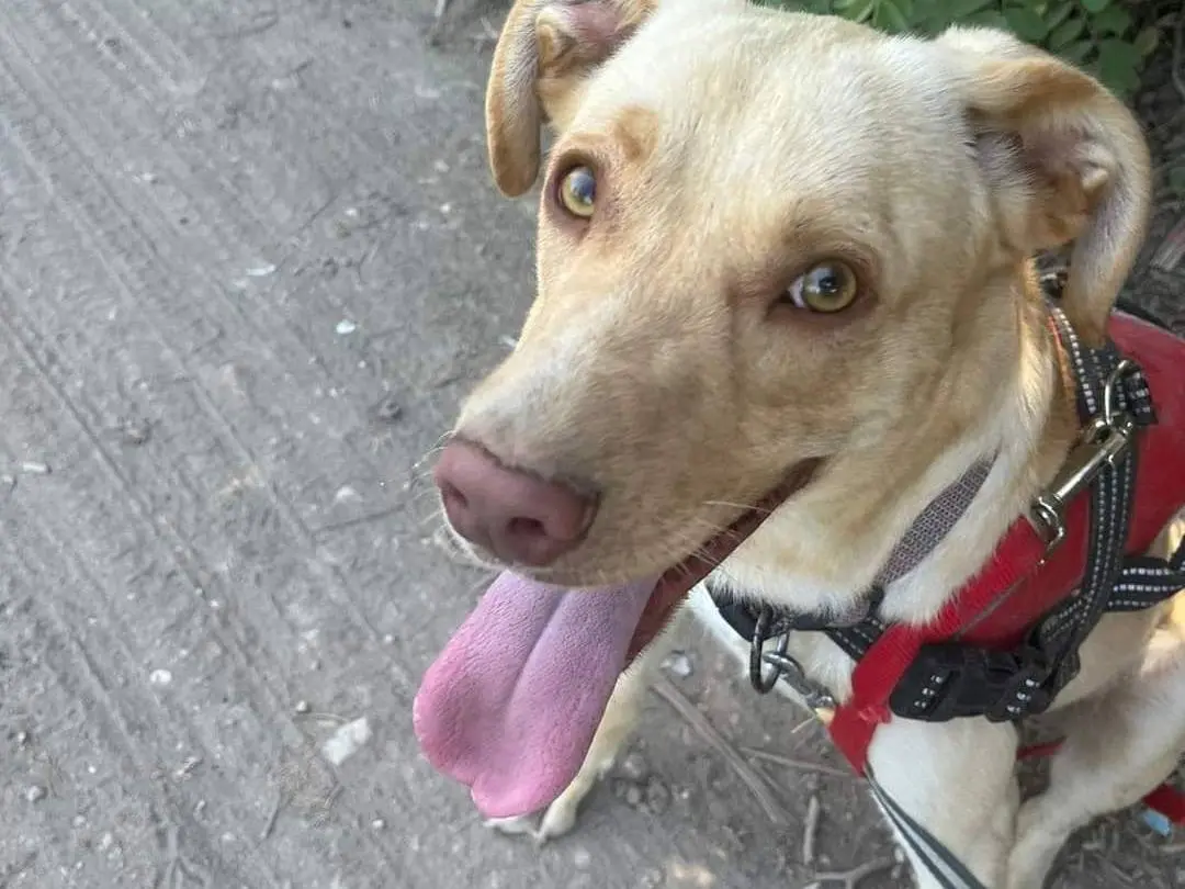 Adozione cane, maschio, meticcio, 5 anni e 6 mesi, taglia media contenuta, Napoli