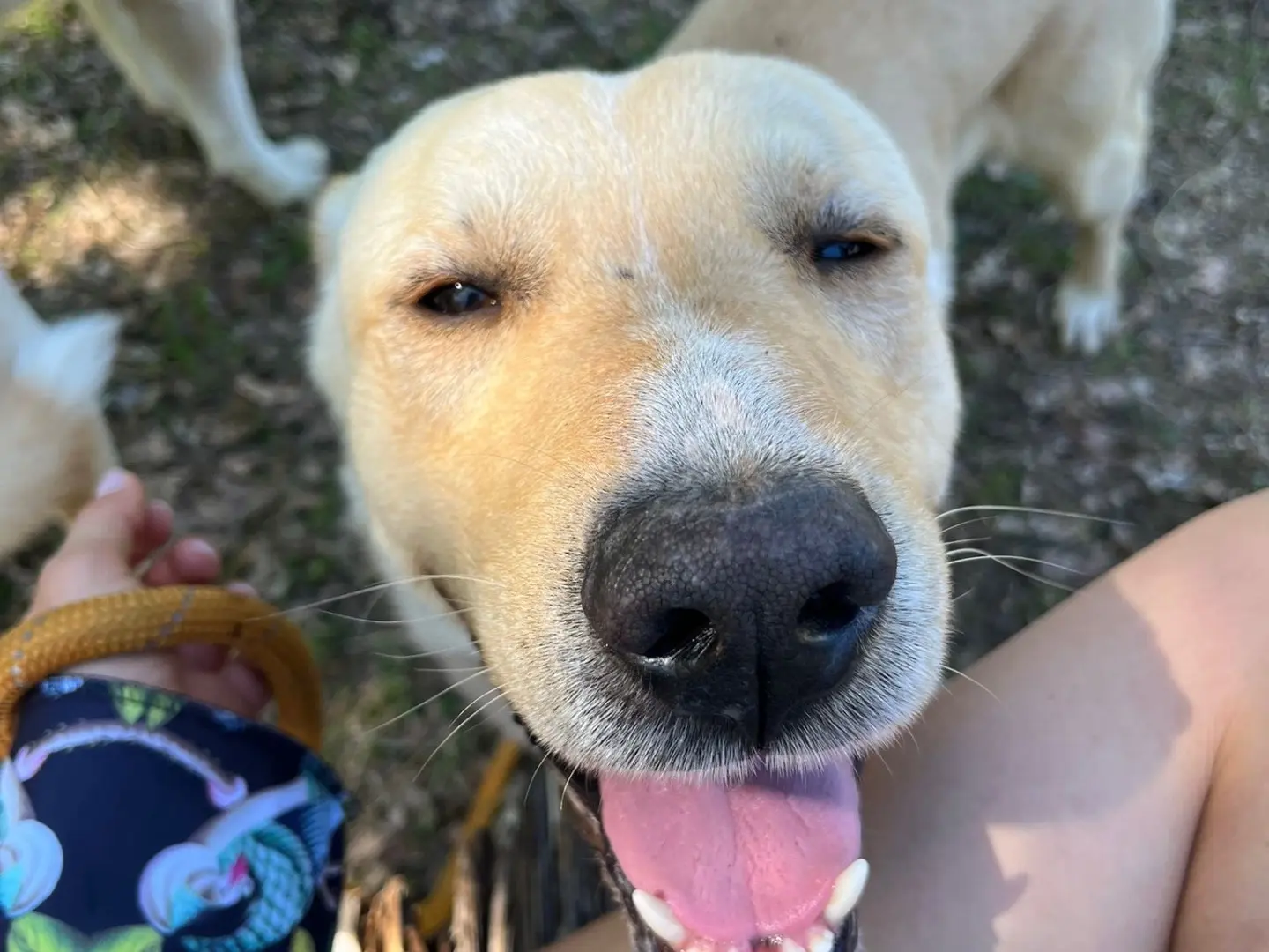 Adozione cane, maschio, Razza sconosciuta Razza sconosciuta, 3 anni e 9 mesi, taglia grande, Pescara