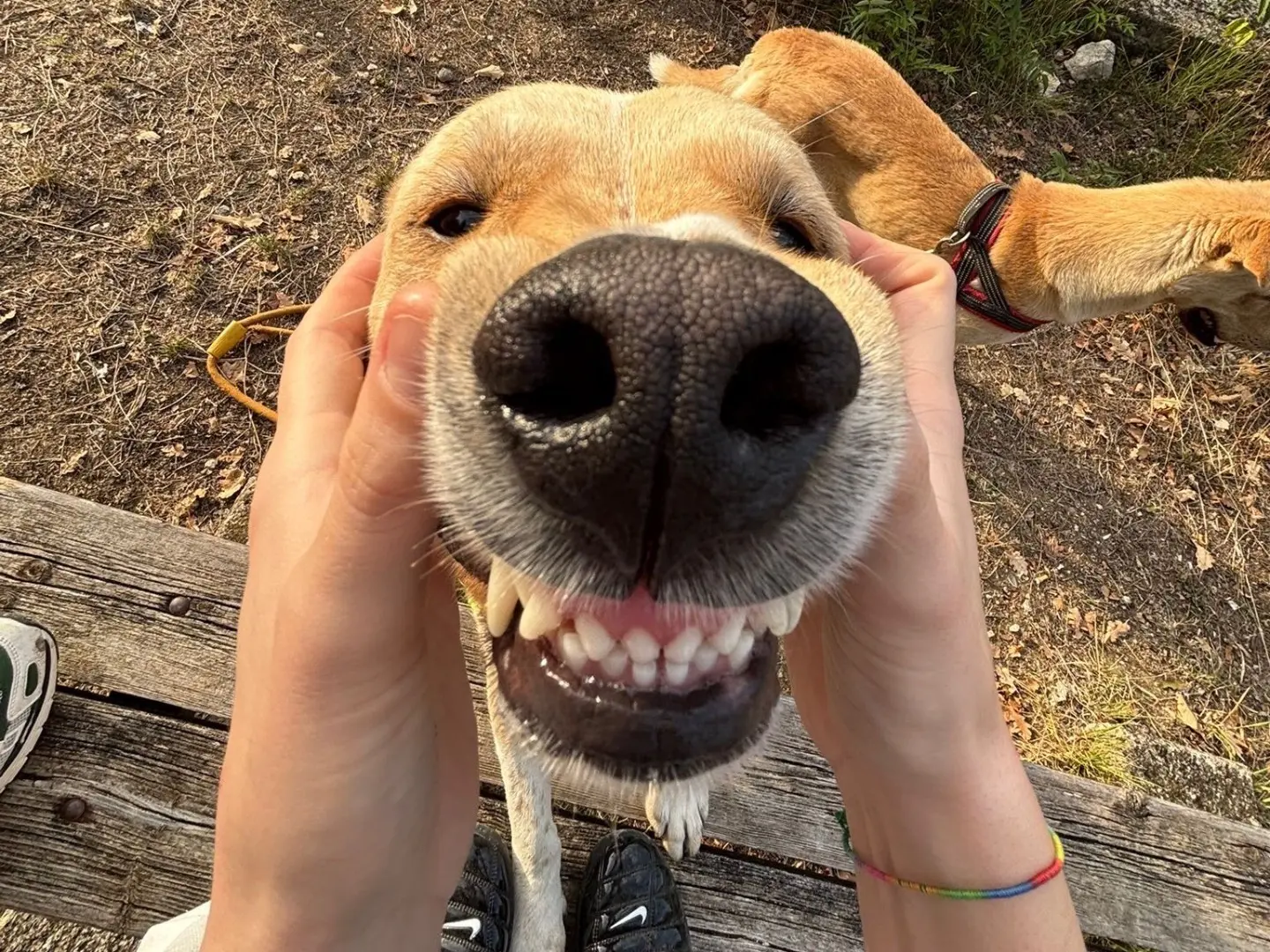 Adotta un cane, maschio, 3 anni e 9 mesi, Pescara