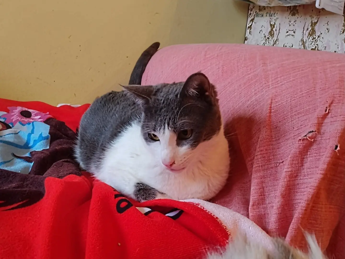 Adotta un gatto, maschio, 4 anni e 3 mesi, Roma
