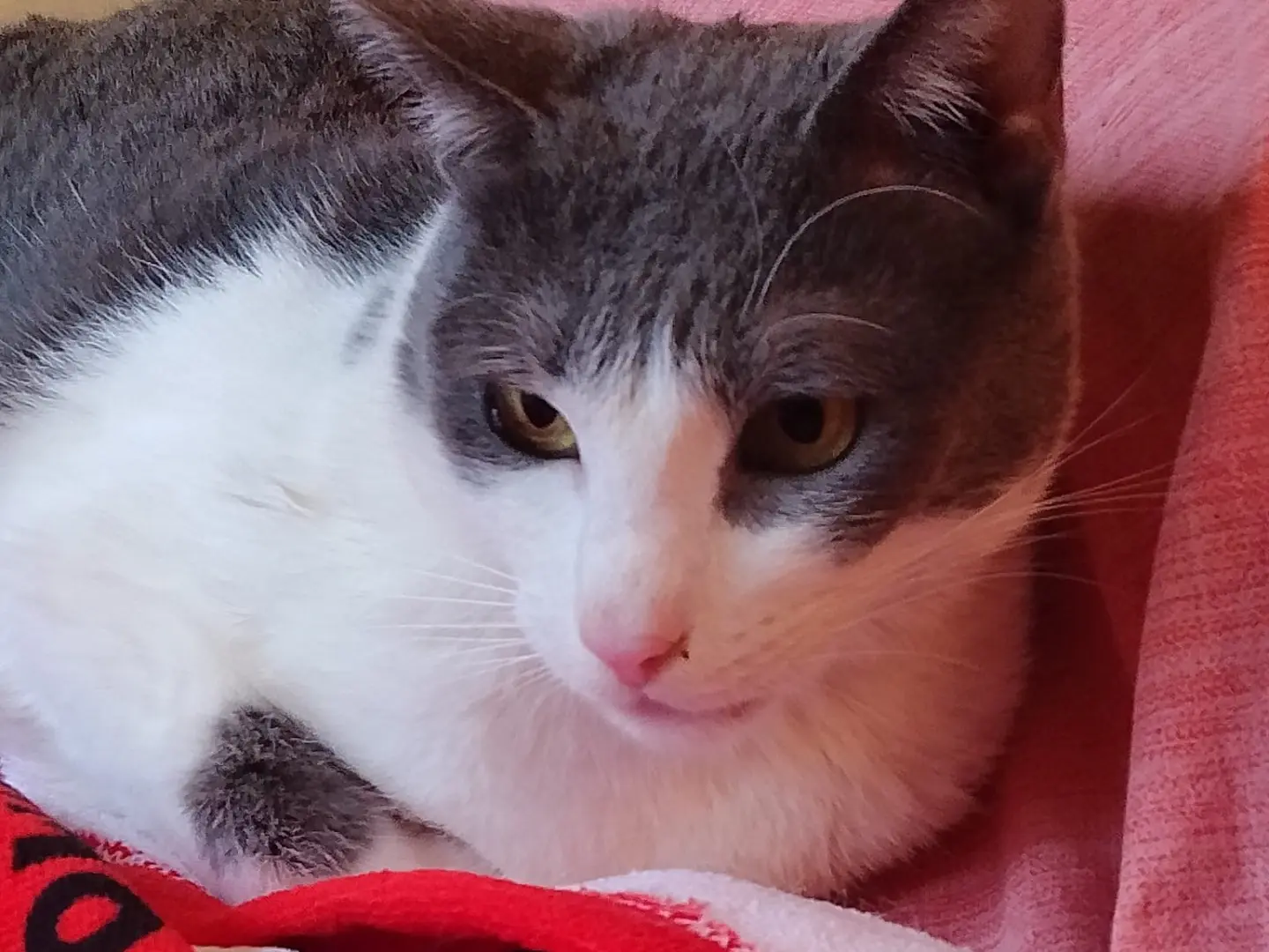 Adozione gatto, maschio, Razza sconosciuta Razza sconosciuta, 4 anni e 3 mesi, taglia non valida, Roma