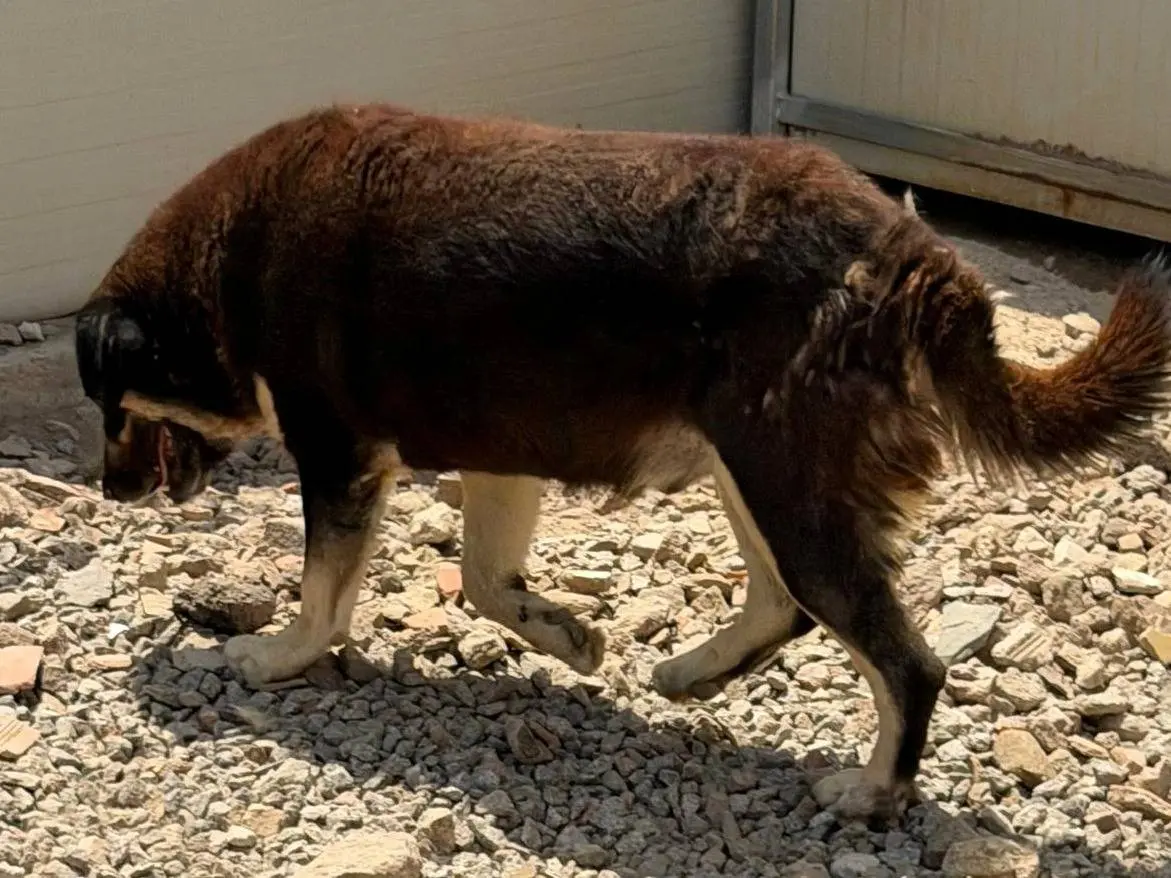 Foto 2 dell'animale