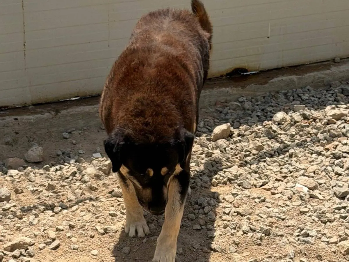 Foto 3 dell'animale