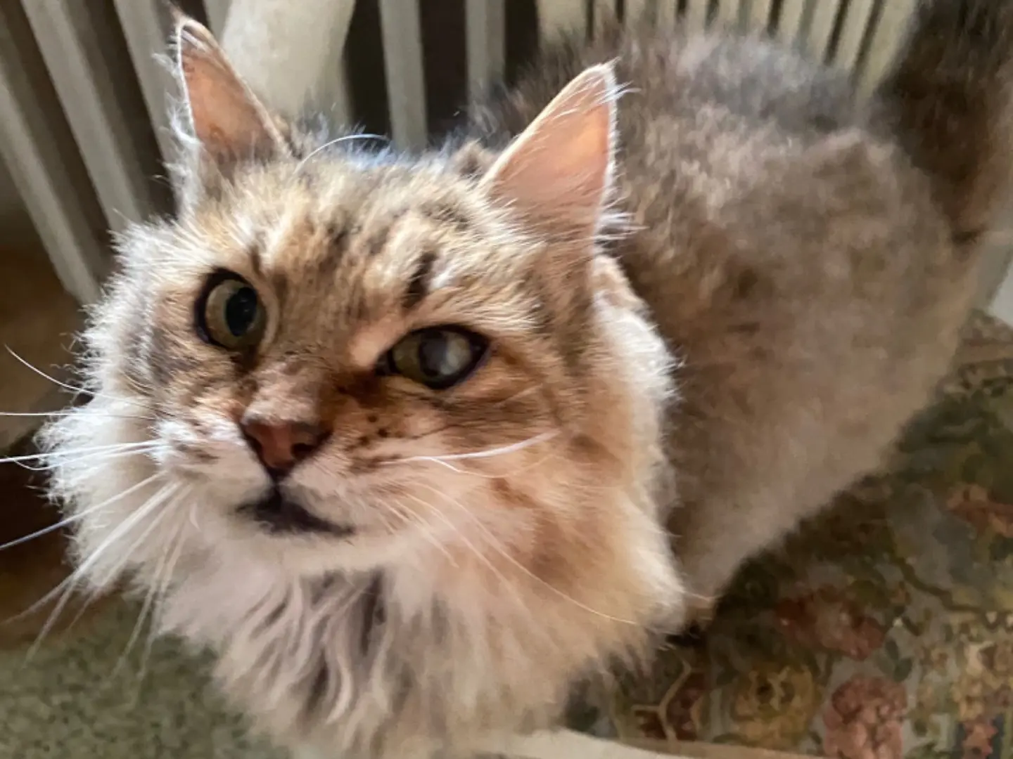 Vuoi adottare un gatto a Teramo?