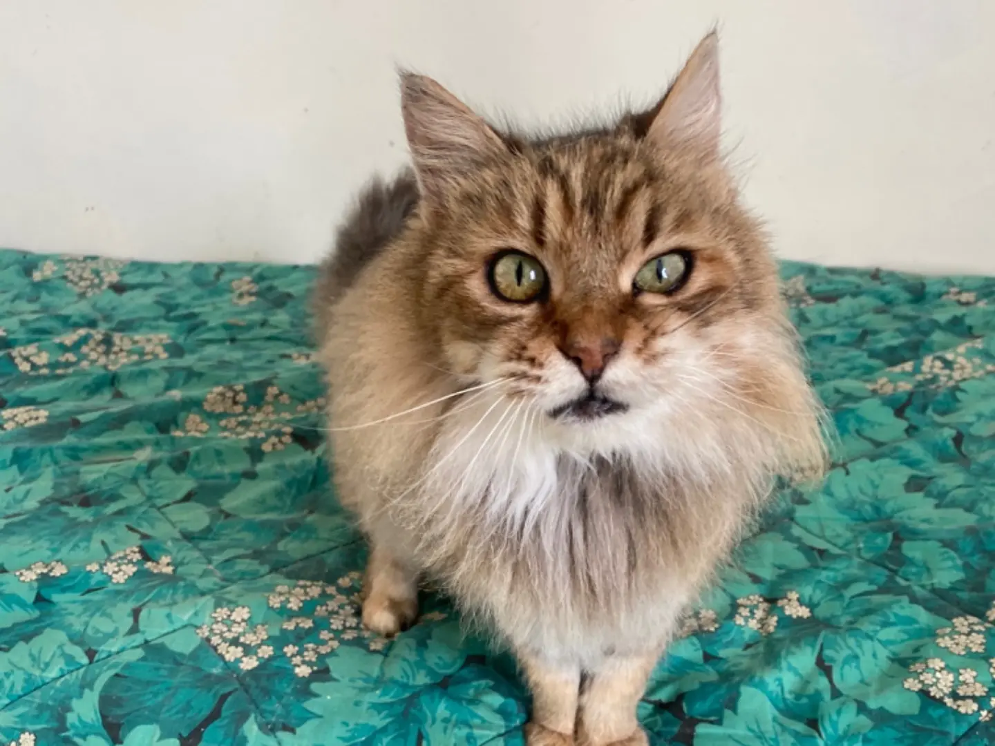 Adotta il gatto Kira a Teramo