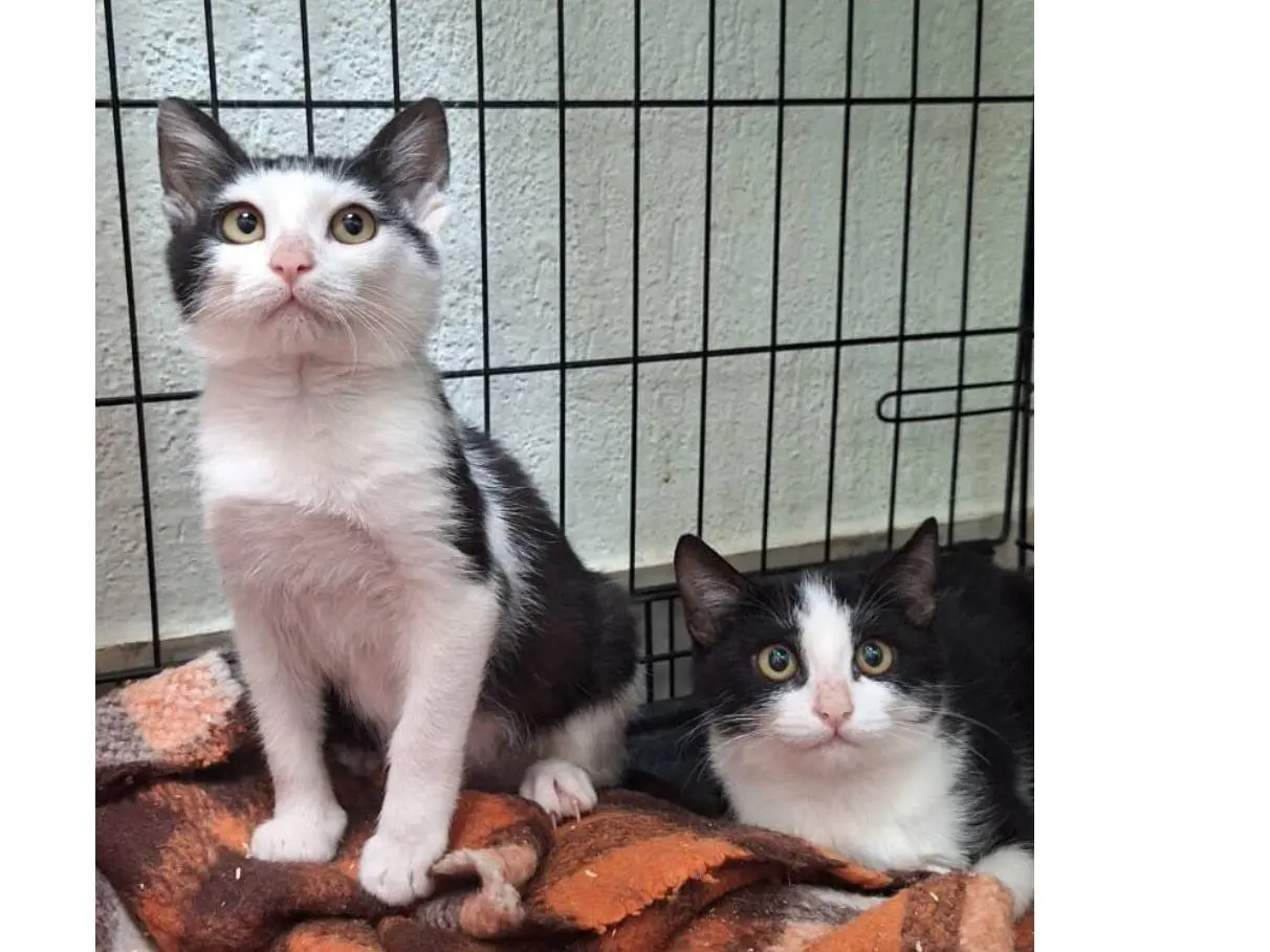 Vuoi adottare un gatto a Milano?