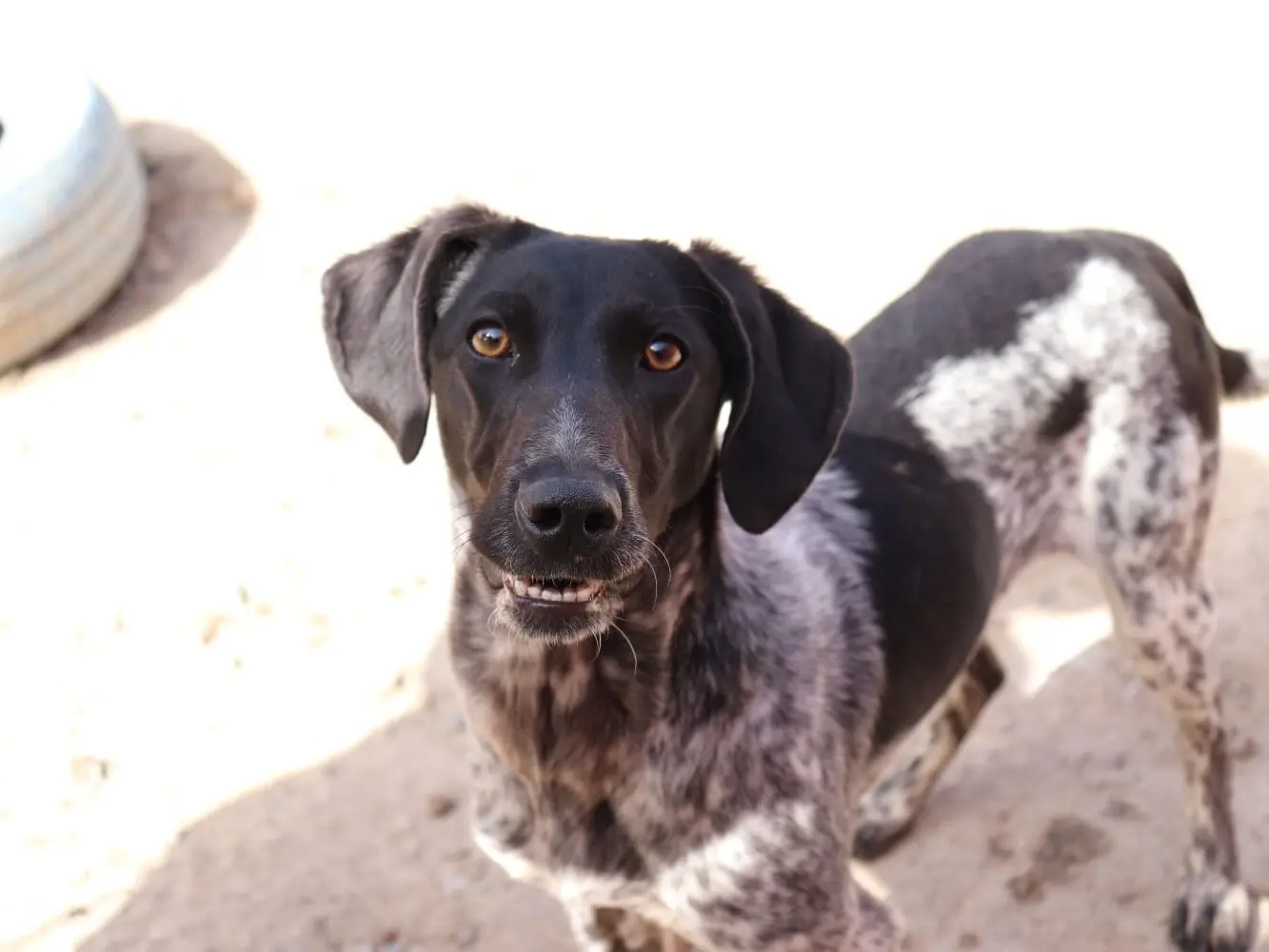 Vuoi adottare un cane a Sud?