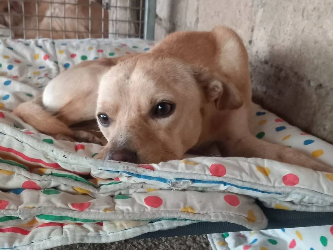 Adotta un cane, taglia media contenuta, maschio, Avellino