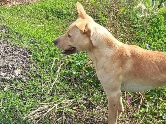 Adotta un cane, maschio, 3 anni e 10 mesi, Avellino