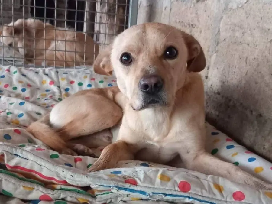 Adozione cane, maschio, Razza sconosciuta Razza sconosciuta, 3 anni e 10 mesi, taglia media contenuta, Avellino