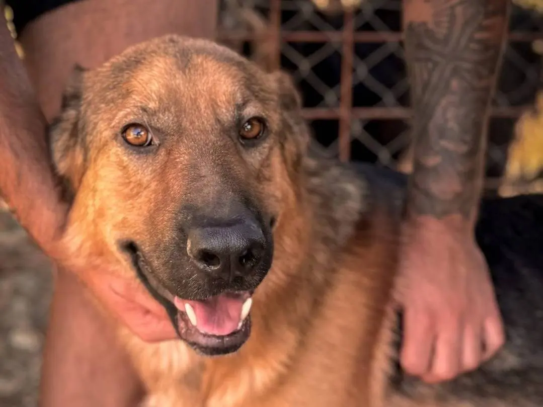 Adozione cane, maschio, Pastore tedesco Razza sconosciuta, 3 anni e 10 mesi, taglia media, Crotone