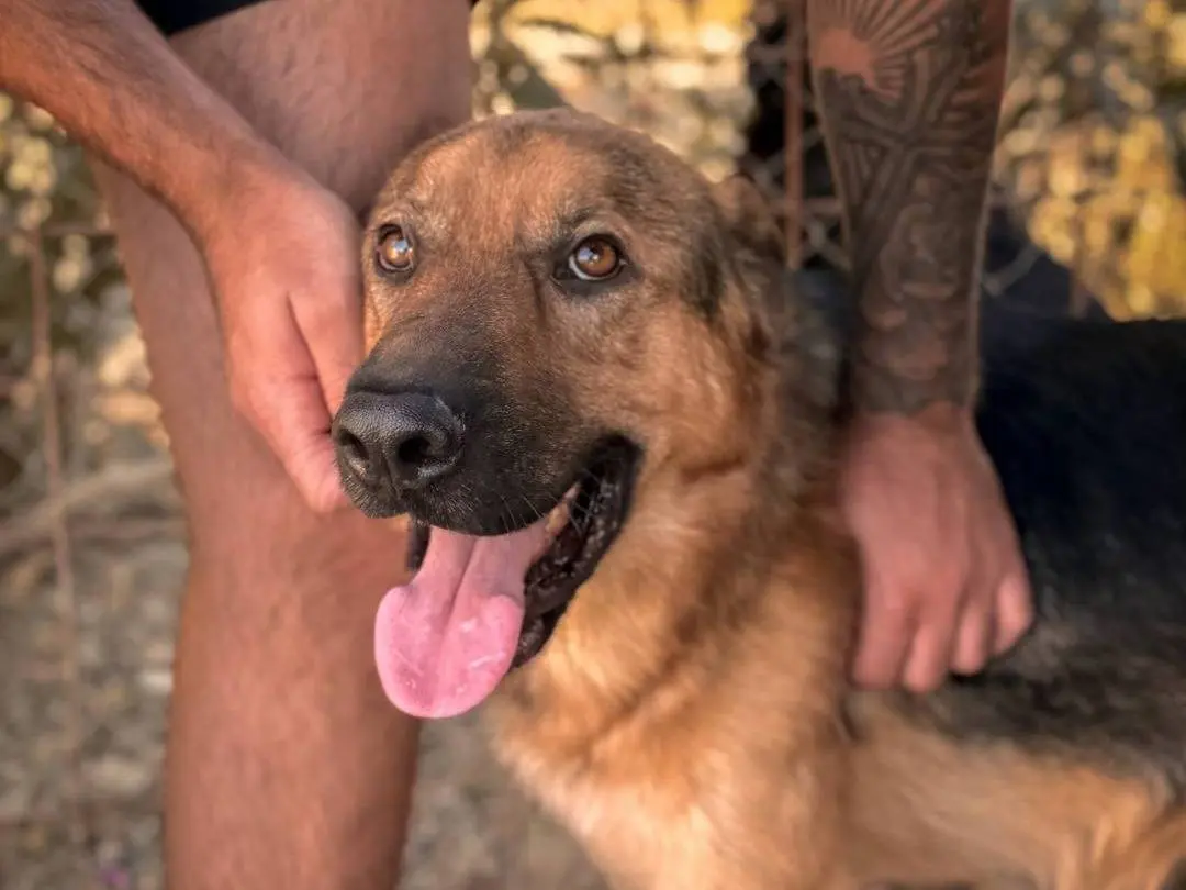 Adotta un cane, maschio, 3 anni e 10 mesi, Crotone