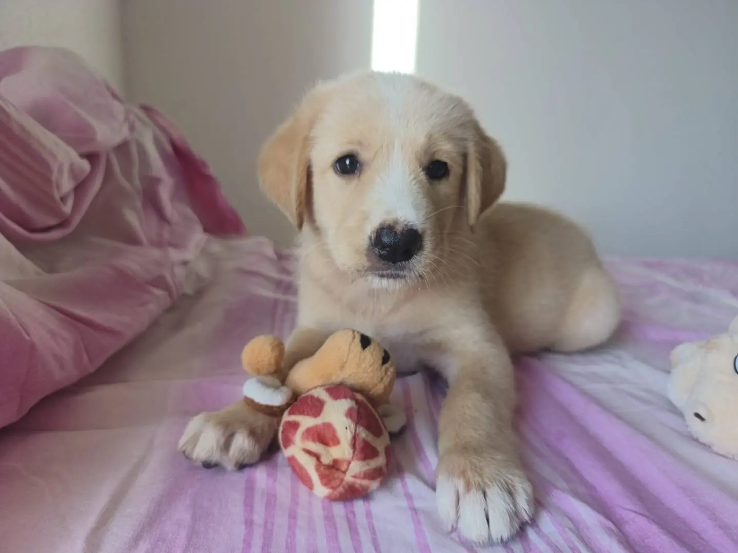 Adozione cane, femmina, Razza sconosciuta Razza sconosciuta, 5 mesi, taglia media, Cagliari