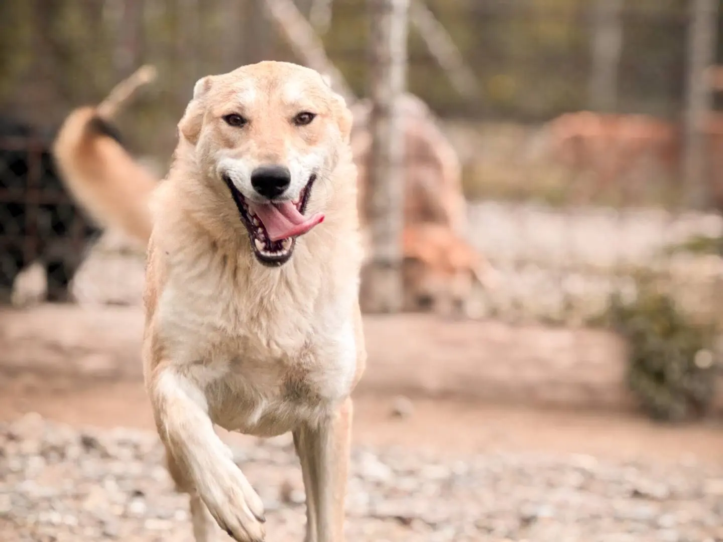 Adotta il cane Bella a Crotone