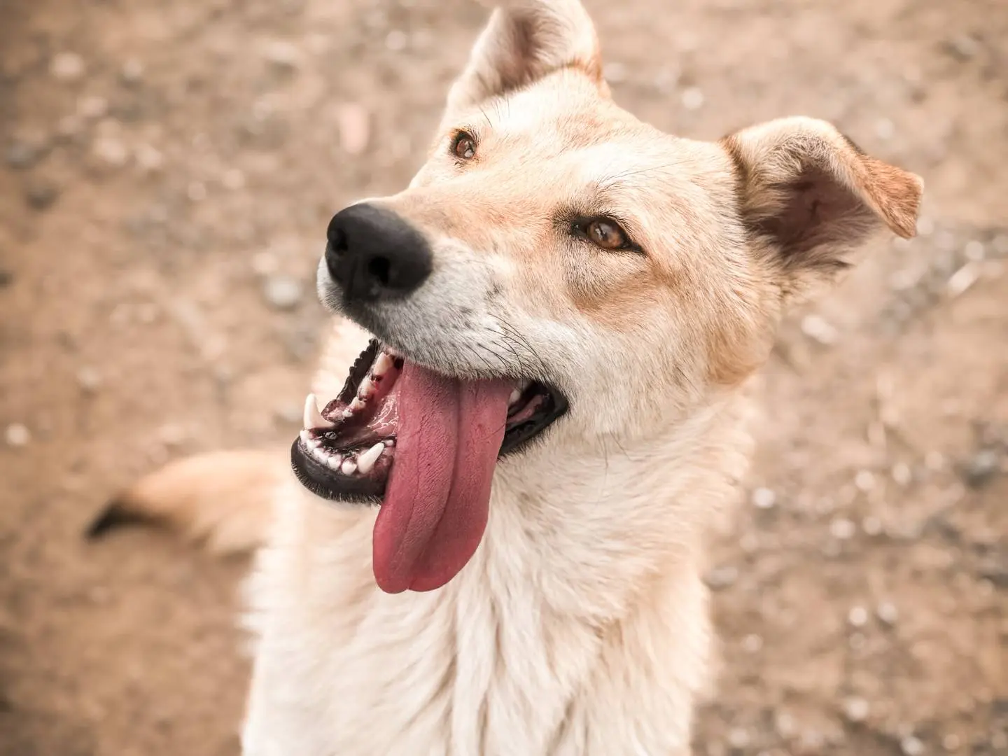 Vuoi adottare un cane a Crotone?