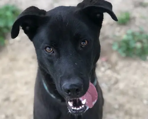 Adozione cane, maschio, meticcio, 9 anni e 5 mesi, taglia media, Roma