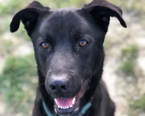 Adotta un cane, maschio, 9 anni e 5 mesi, Roma