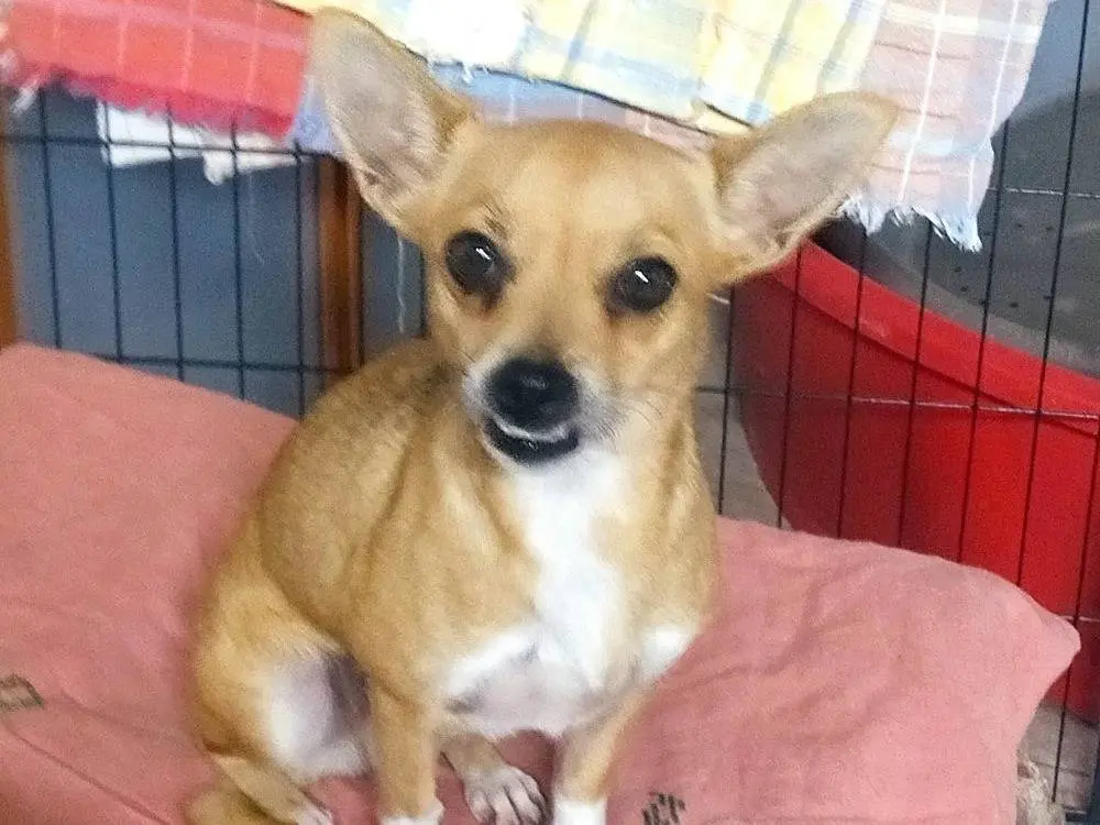 Adozione cane, femmina, Razza sconosciuta Razza sconosciuta, 3 anni e 1 mese, taglia piccola, Varese