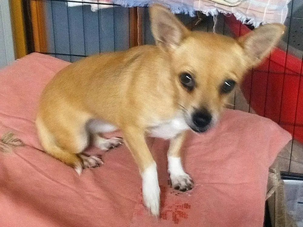 Adotta un cane, taglia piccola, femmina, Varese