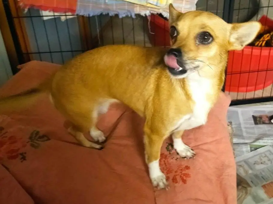 Adotta un cane, femmina, 3 anni e 1 mese, Varese