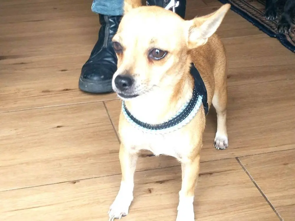 Vuoi adottare un cane a Varese?