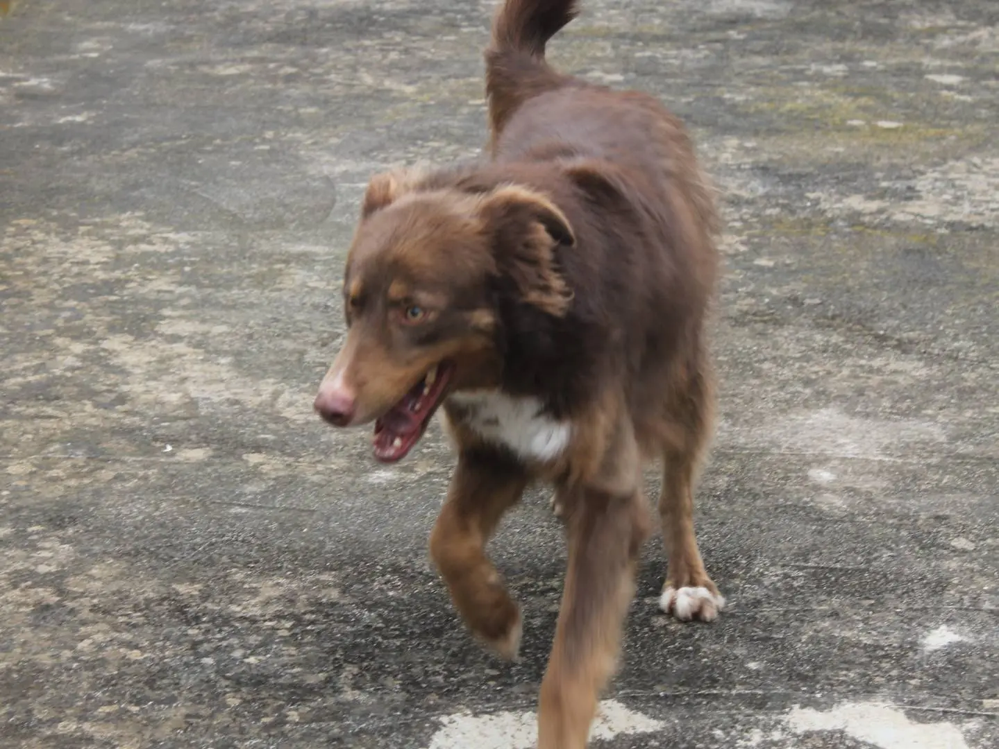 Vuoi adottare un cane a Agrigento?