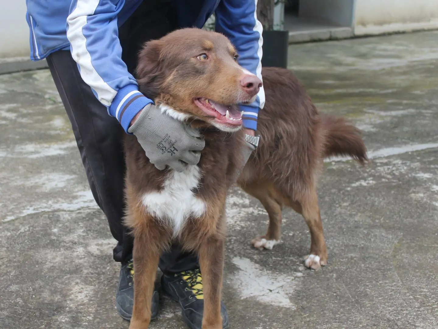 Adotta un cane, maschio, 3 anni e 7 mesi, Agrigento