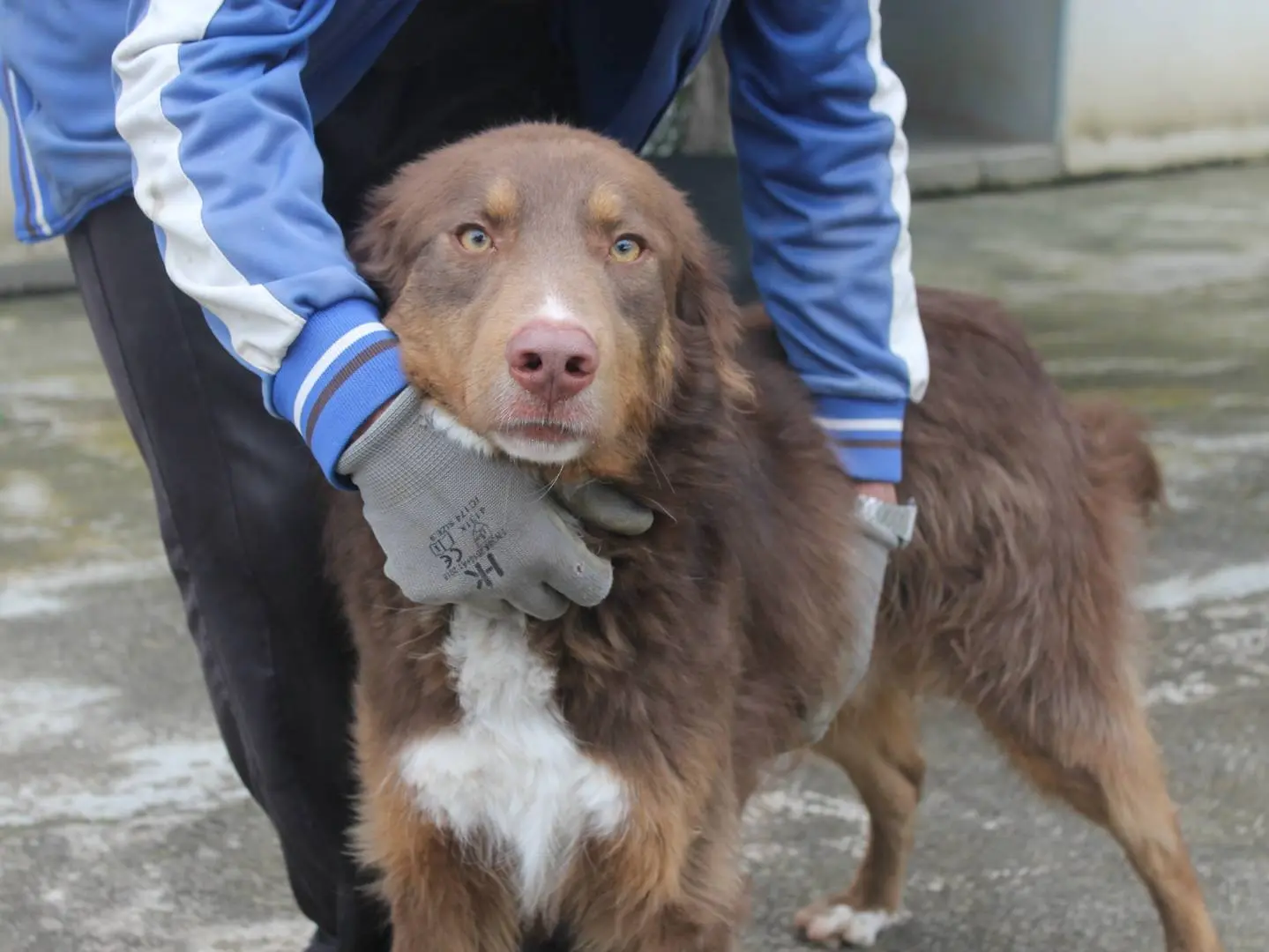 Adozione cane, maschio, Razza sconosciuta Razza sconosciuta, 3 anni e 7 mesi, taglia media, Agrigento
