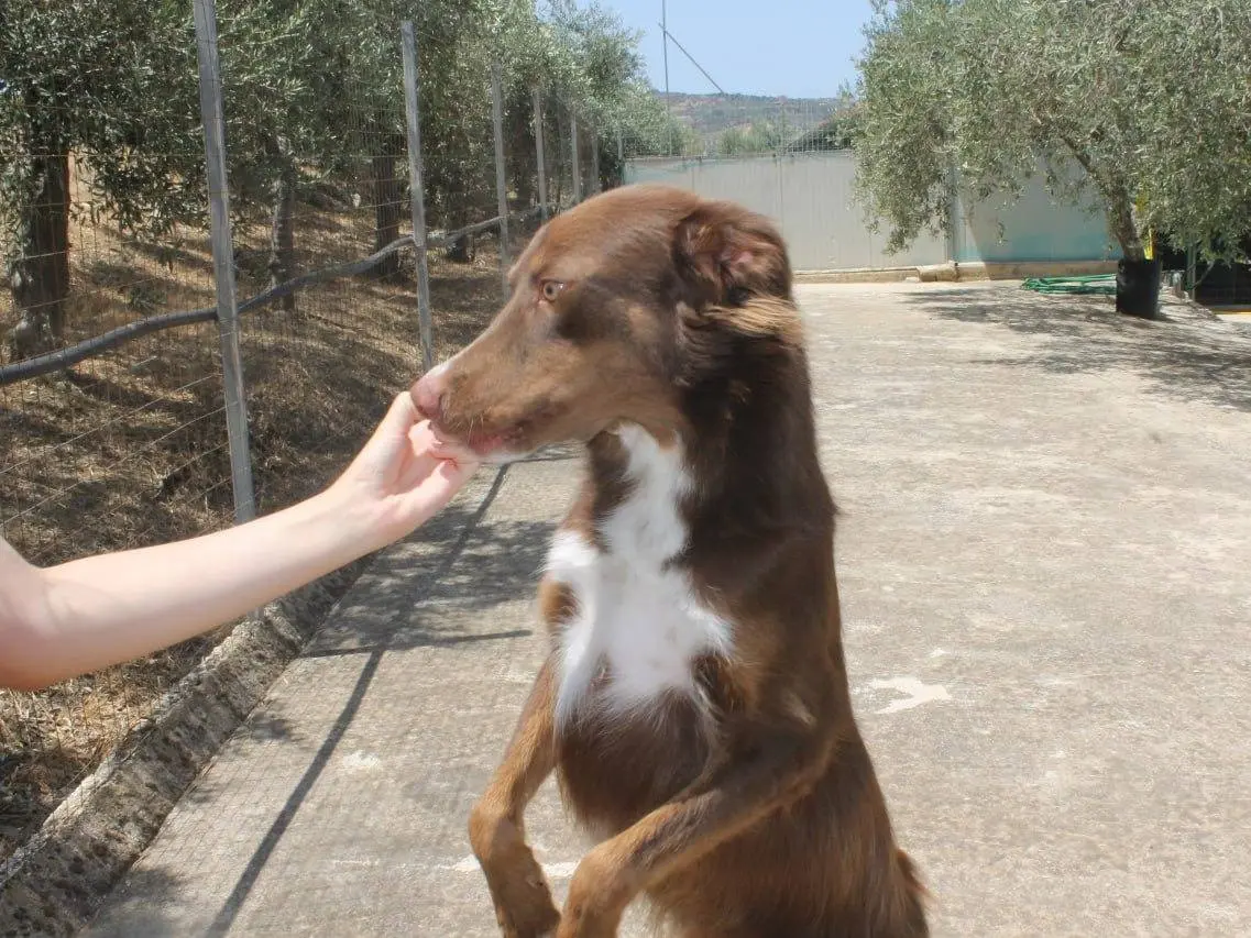 Adotta un cane, taglia media, maschio, Agrigento