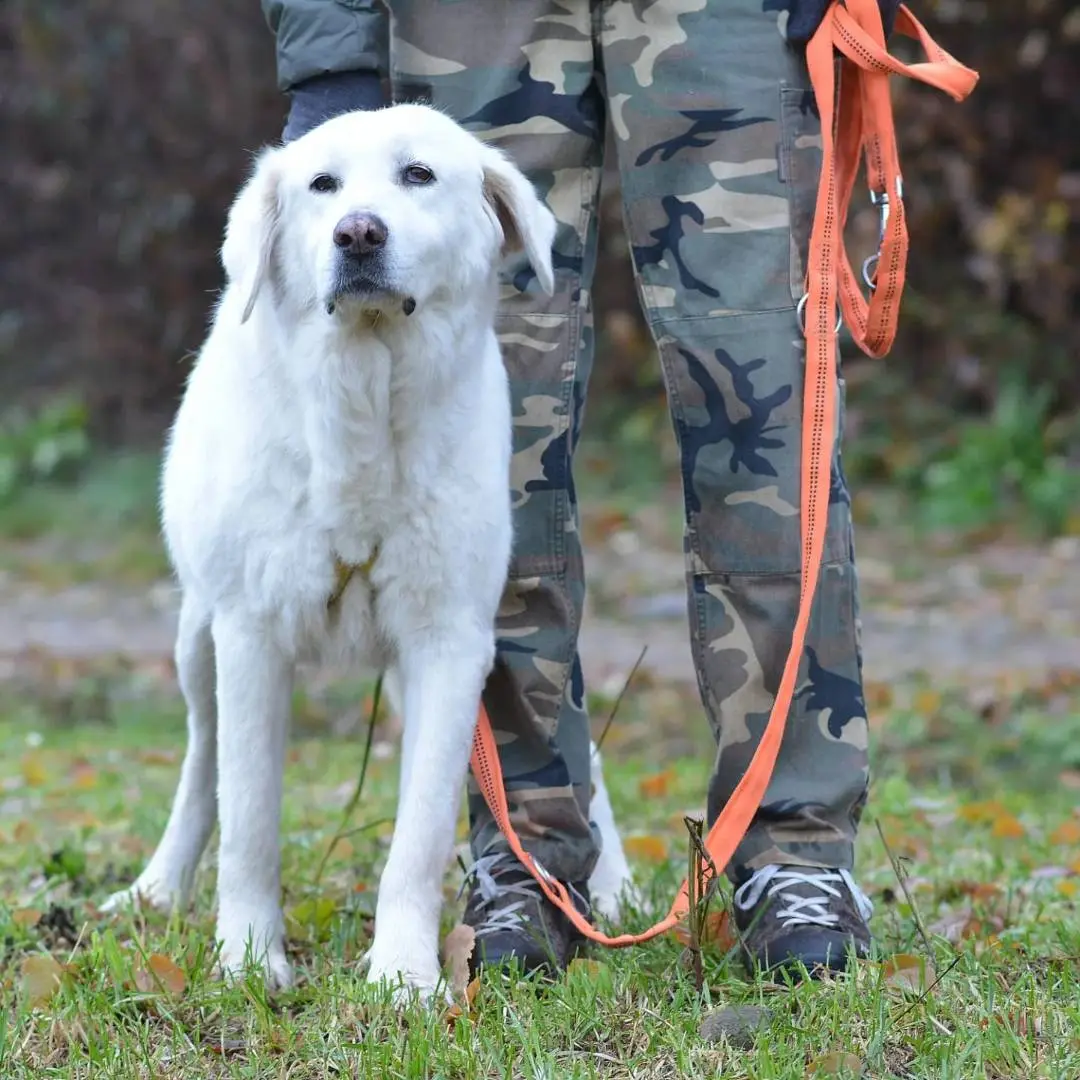 Adotta il cane RUBY a Como