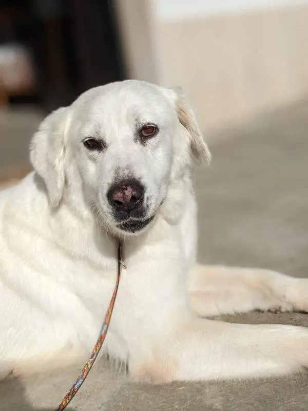 Adozione cane, femmina, meticcio, 12 anni e 1 mese, taglia grande, Como