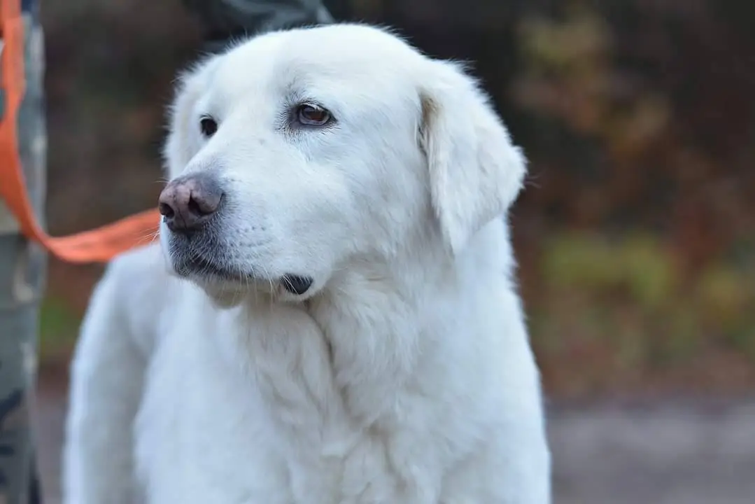 Adotta un cane, taglia grande, femmina, Como