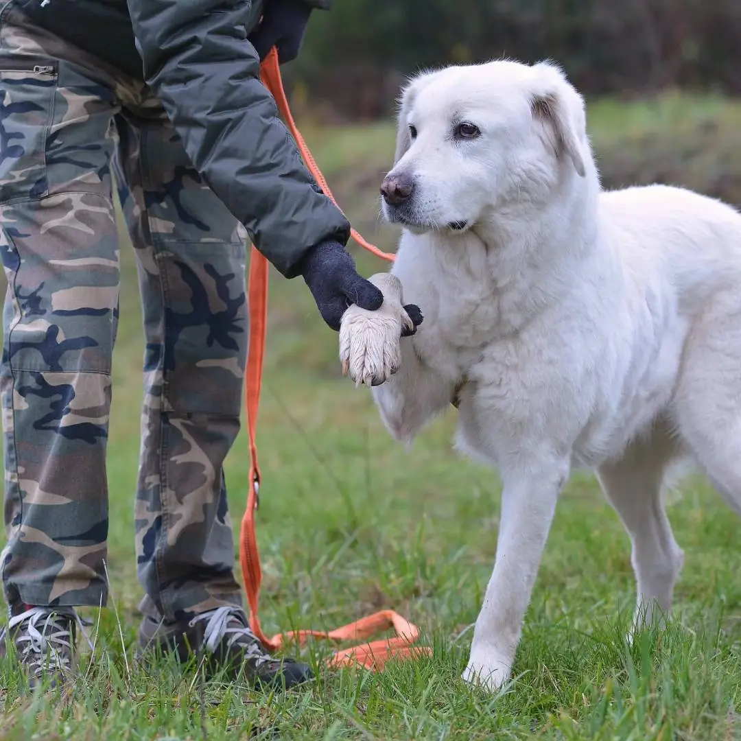 Vuoi adottare un cane a Como?