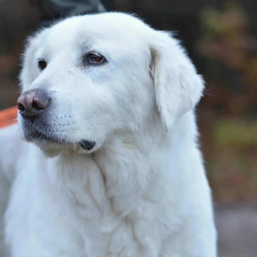 Adotta un cane, femmina, 12 anni e 1 mese, Como